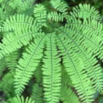 Maiden hair fern