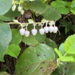Not sure what these are.