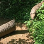 Hooray trail maintenance crews!