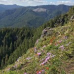 Phlox and paintbrush just below the summit of Kings