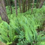 Amazing ferns on the way down from Kings.