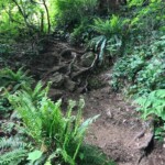 The Elk Mountain "trail" has lots of this nonsense.