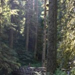 The first of many attempts to capture the forest in a photo.