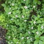 Woodland flowers