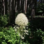 Beargrass