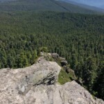 The forest below.