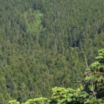 Detail of that meadow.
