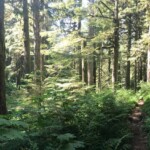 Another forest photo attempt.