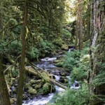 Magnificent Multnomah Creek.