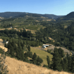 View south of the cherry orchards in Mosier Valley.