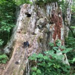 This stump at the trailhead shows what the forest used to look like.