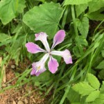 Iris
