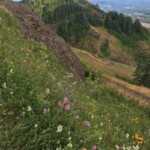 Like I said, flowers and views ...