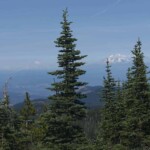 Rainier and Adams