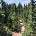 Subalpine firs along the trail to the top.