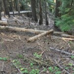 Some day there's gonna be quite a fire in these woods!