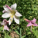 Beautiful Washington Lilies near the summit. Thanks to reader JM for the ID!