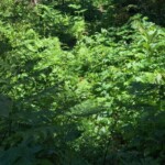 Trail gets a little brushy in spots.