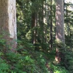 The real forest starts about a quarter-mile in.