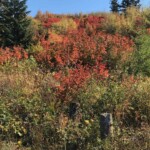 The color show starts at the trailhead.