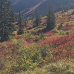 Most of this red is huckleberry.