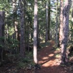 Forest along the Vista Ridge Trail -- what was lost in the fire.