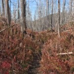 Burn area and fireweed on Vista Ridge Trail