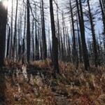 Forest recovering form the fire, with fireweed everywhere.