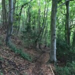 I had several stretch of forest like this.