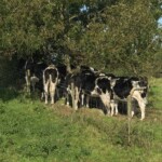 Does anybody know why cows do this?