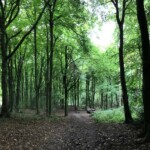 This wood had mountain bikers and dog walkers.