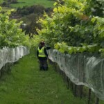 The vineyard surprised me -- and they were getting ready for the harvest.