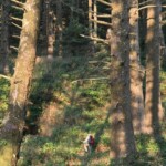 Great old-growth forest on the way to Cape Falcon