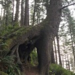 Walk-through Sitka Spruce just above Short Sands Beach.