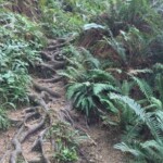 Some serious root stairways above Short Sands Beach.