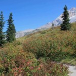 Hood and mountain ash with berries.