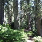 Lovely forest.