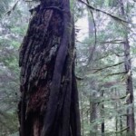 This sideway panorama shows one tree devouring the remains of another.