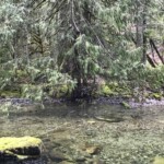 Cedar over water.