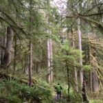 Along the Little North Santiam Trial.