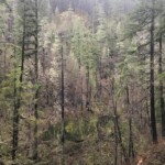 Classic "mosaic burn" pattern eagle creek trail columbia river gorge oregon fire