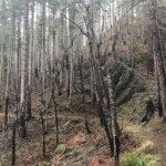 An example of a burned area already recovering quickly. eagle creek trail columbia river gorge oregon fire