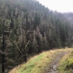 Again, hardly "destroyed." eagle creek trail columbia river gorge oregon fire