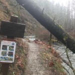 A fair number of these things, but easily dealt with. eagle creek trail columbia river gorge oregon fire