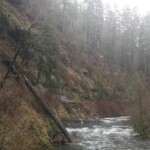Typical mixed burn scenery. eagle creek trail columbia river gorge oregon fire