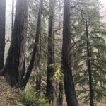 A lot of live trees with blackened trunks. eagle creek trail columbia river gorge oregon fire