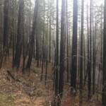 Places look like this, but these trees are still alive three years later. eagle creek trail columbia river gorge oregon fire