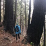 These big douglas firs will probably survive, too. eagle creek trail columbia river gorge oregon fire